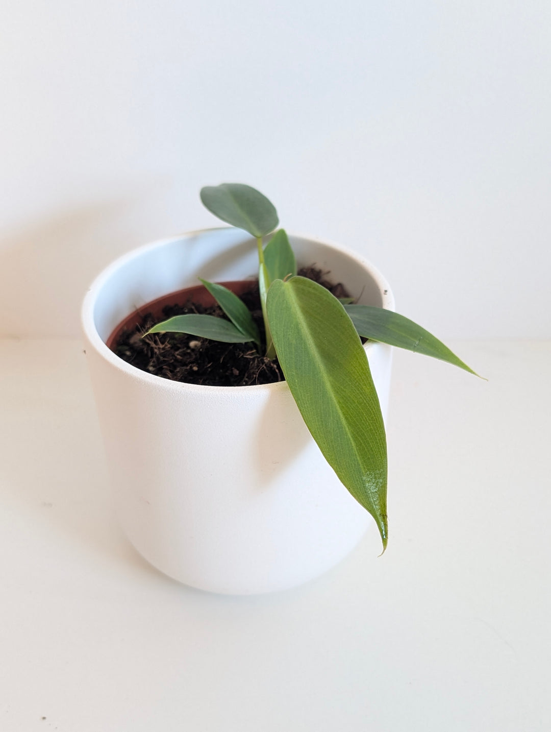 philodendron cloning Philodendron spiritus sancti (TC Clone)