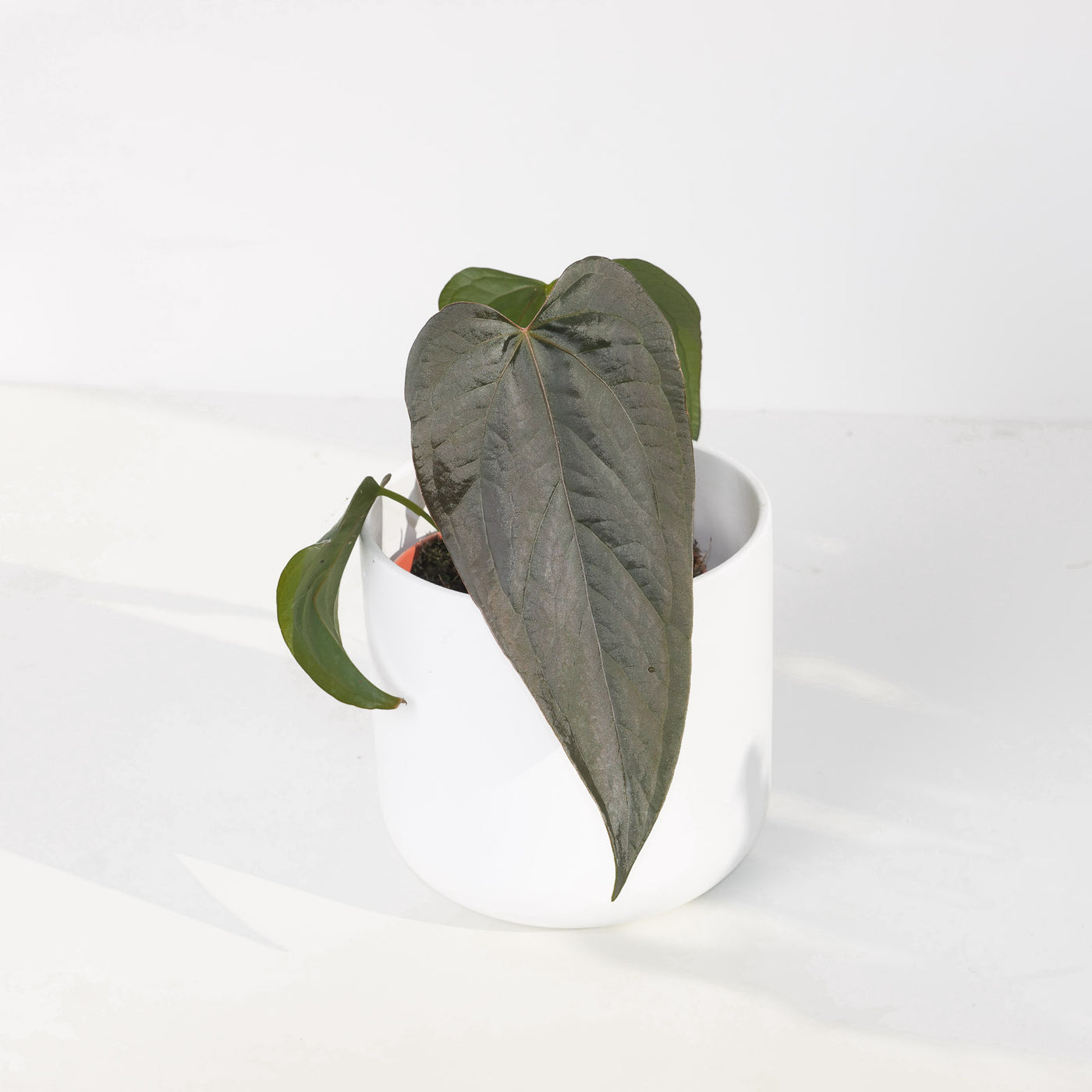 Anthurium Queen of Hearts - House of Kojo