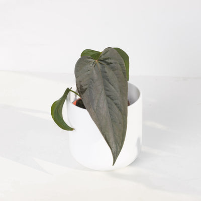 Anthurium Queen of Hearts - House of Kojo