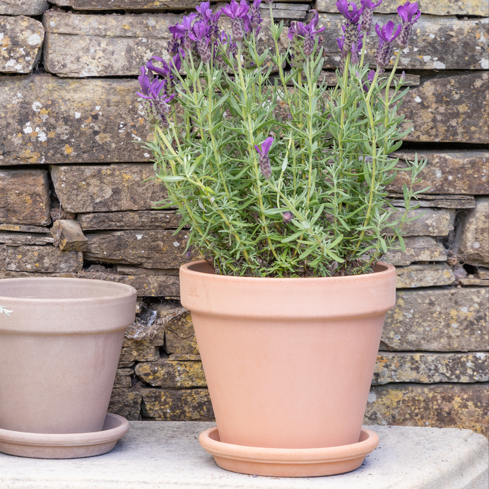 Lucca Pink Terracotta Pot - House of Kojo