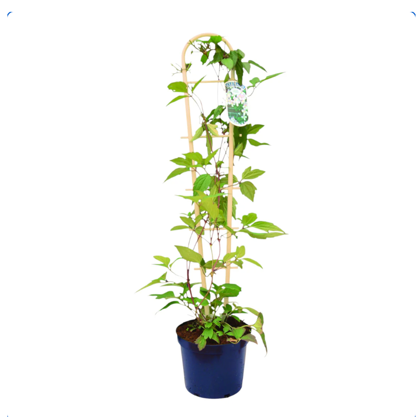 Bamboo Style Trellis (55cm) - House of Kojo