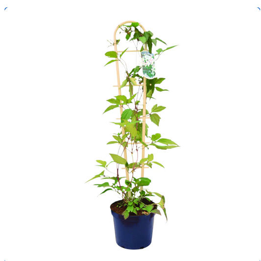 Bamboo Style Trellis (55cm) - House of Kojo