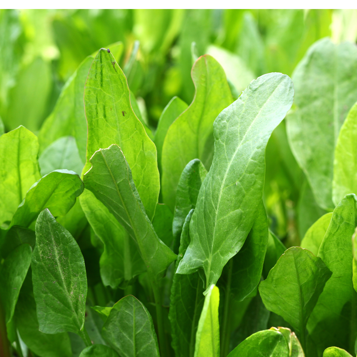 Sorrel 'Large de Belleville' Seeds - House of Kojo