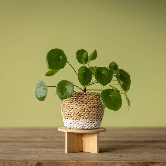 FSC® Certified Bamboo Plant Stands – Minimalist Wooden Plant Risers - House of Kojo