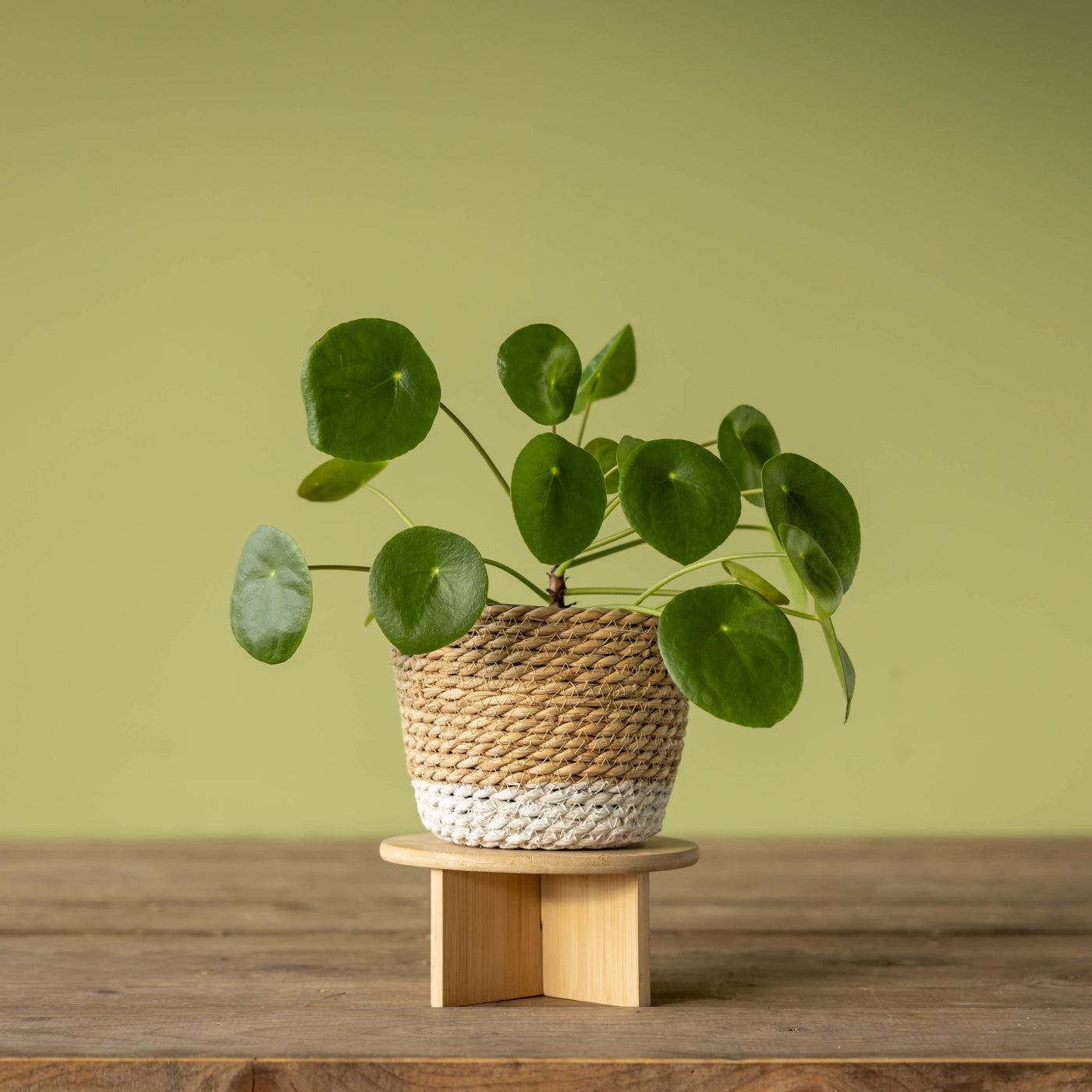 FSC® Certified Bamboo Plant Stands – Minimalist Wooden Plant Risers ...