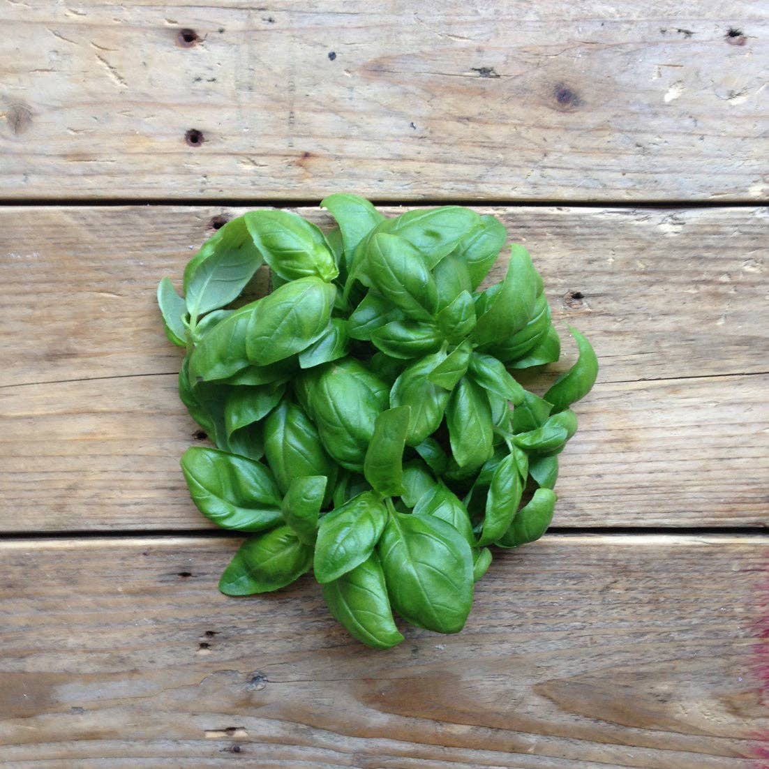 Basil 'Genovese' Seeds - House of Kojo