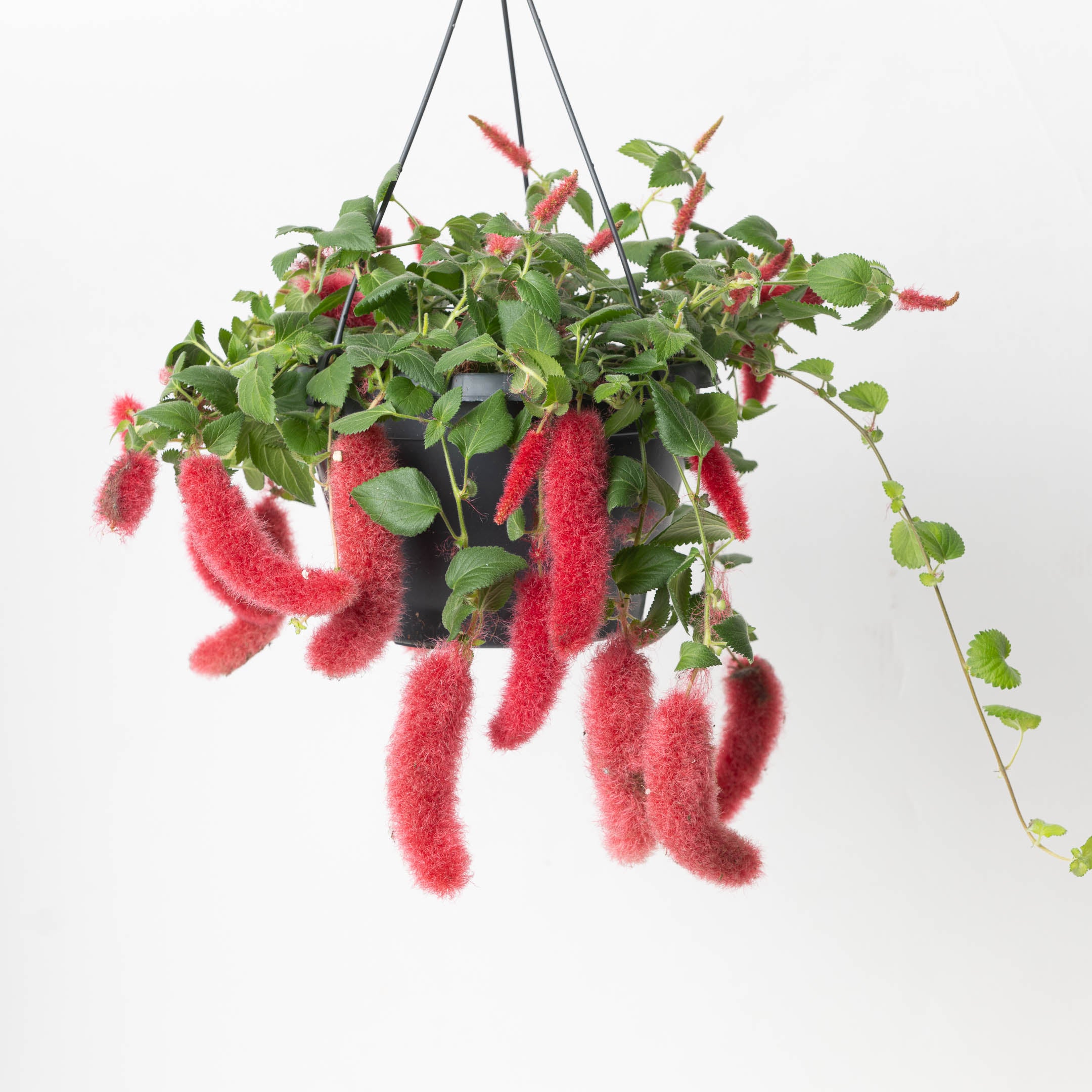 chenille plant hanging basket Acalypha Hispida
