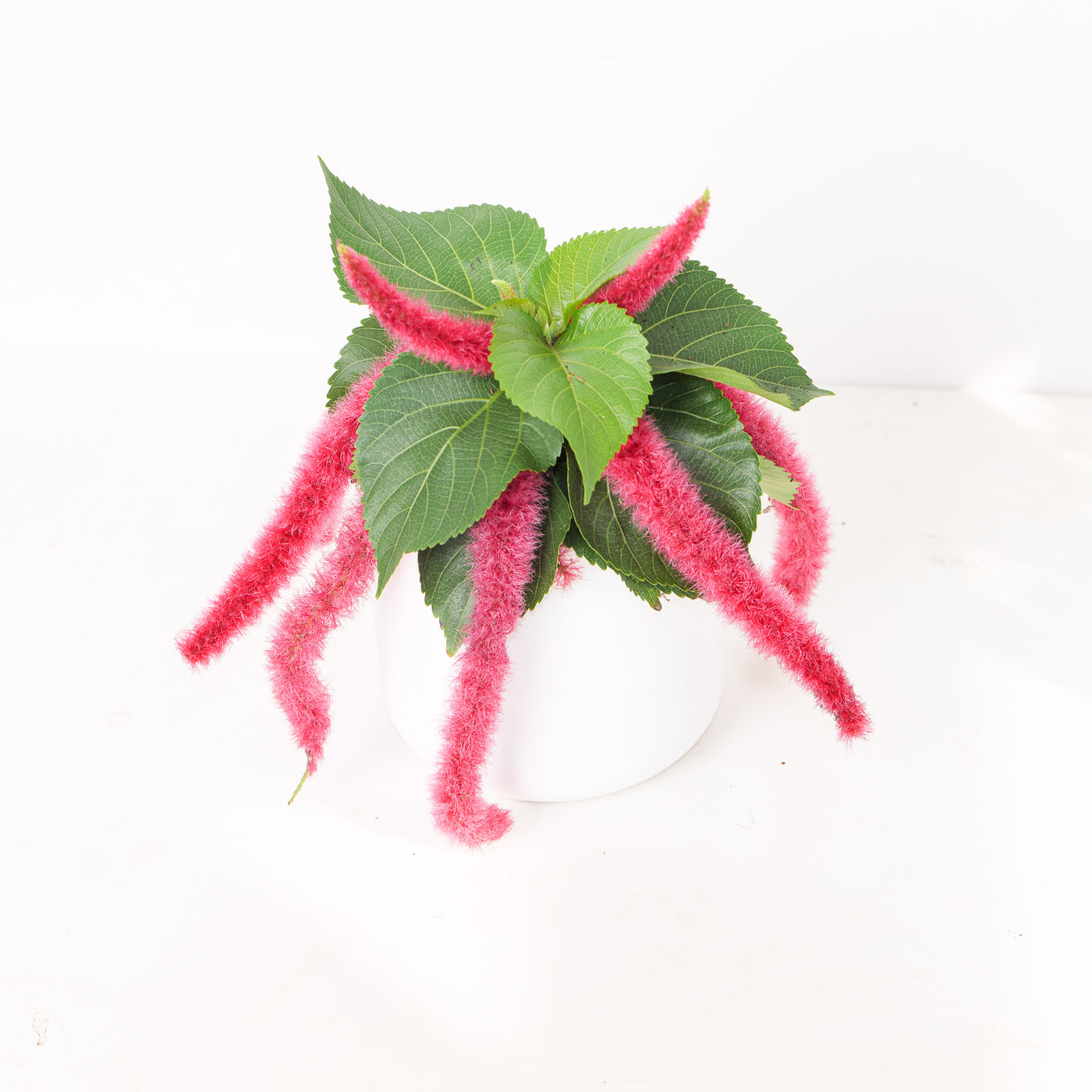 Acalypha Hispida - House of Kojo