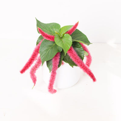 Acalypha Hispida - House of Kojo