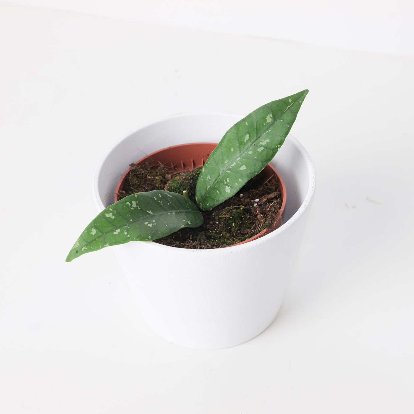 Hoya sp Aceh 'Long Leaf' - House of Kojo