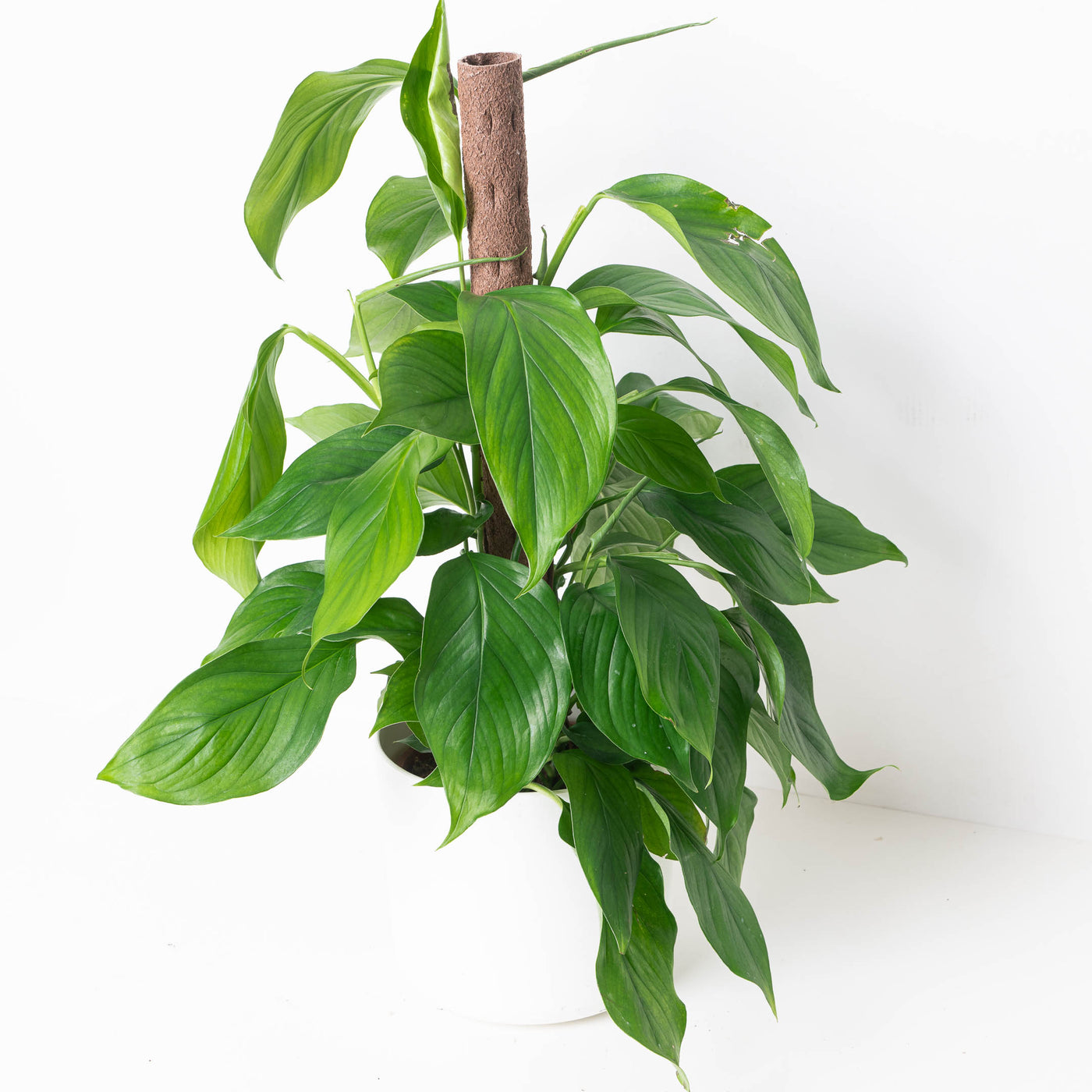 Monstera acacoyaguensis - House of Kojo
