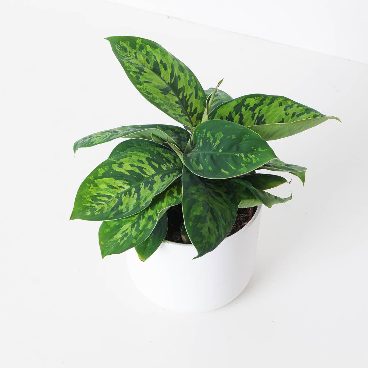 Adelonema Wallisii Camoflouge - House of Kojo