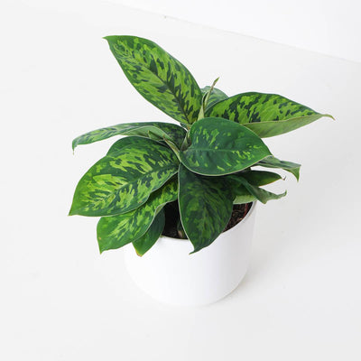 Adelonema Wallisii Camoflouge - House of Kojo