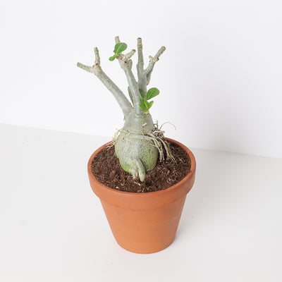 Adenium Obesum | Desert Rose - House of Kojo