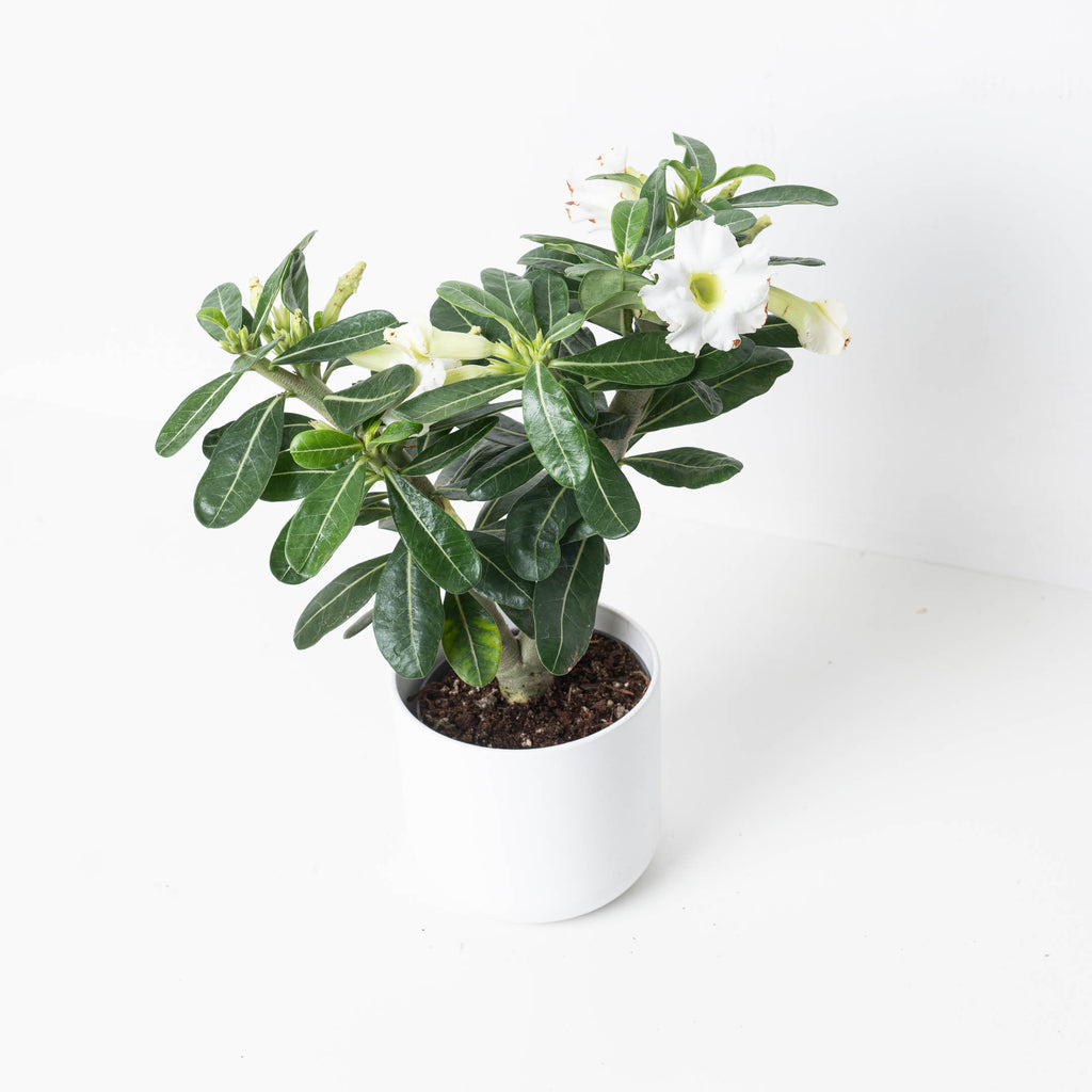 white desert rose succulent plants Adenium Obesum 'White' | Desert Rose