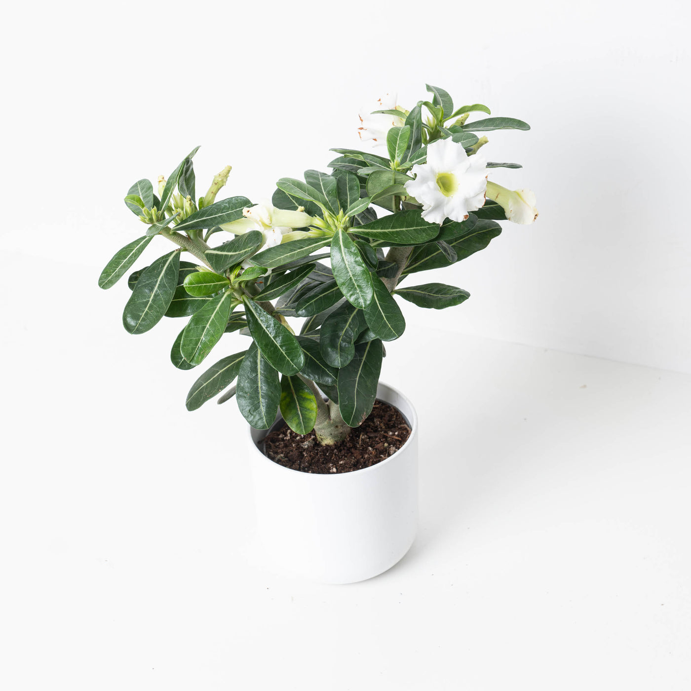 white desert rose succulent Adenium Obesum 'White' | Desert Rose