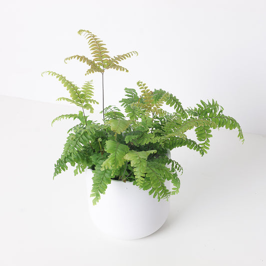 Adiantum tenerum 'Scutum Roseum' | Pink Maidenhair Fern - House of Kojo