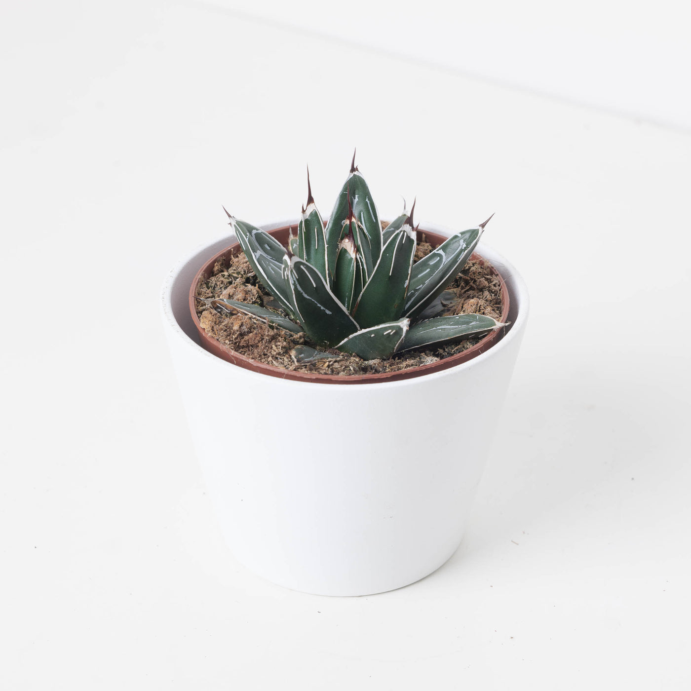 Agave victoriae-reginae | Queen Victoria Agave - House of Kojo