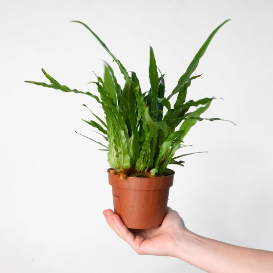 Aglaomorpha coronans 'Snake Leaf Fern' - House of Kojo