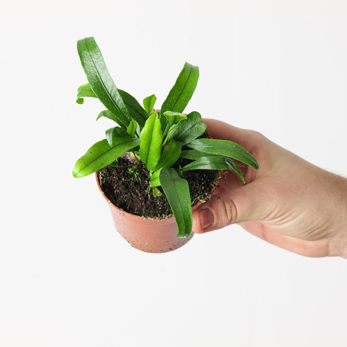 Aglaomorpha coronans 'Snake Leaf Fern' - House of Kojo