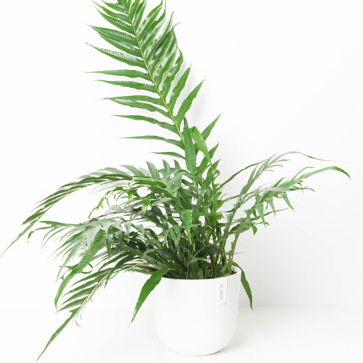 Aglaomorpha coronans 'Snake Leaf Fern' - House of Kojo