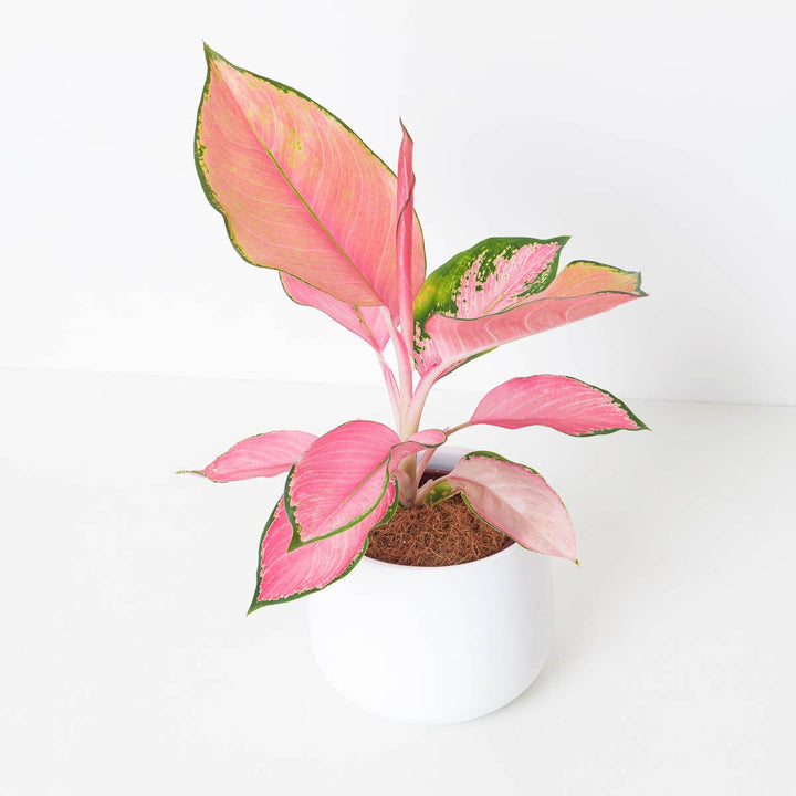 aglaonema ' Aglaonema Flamingo | Chinese Evergreen