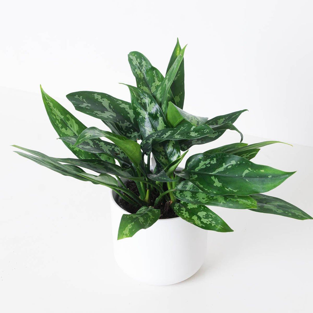 aglaonema seeds online Aglaonema Bundle