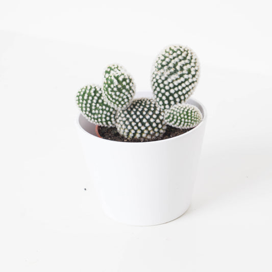 Opuntia microdasys var. albispina - House of Kojo