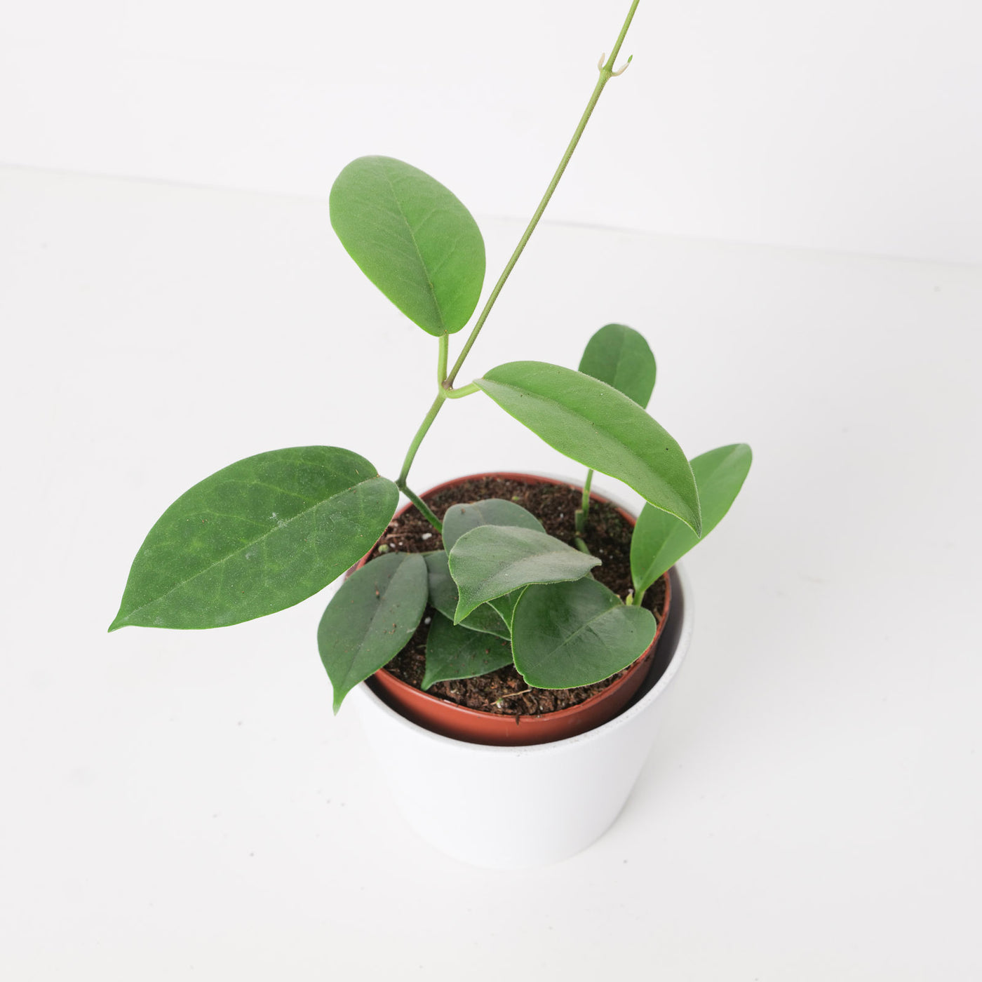 Hoya albiflora - House of Kojo
