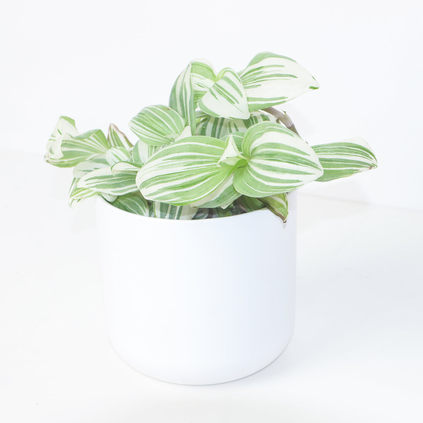 Tradescantia albiflora 'Giant' - House of Kojo