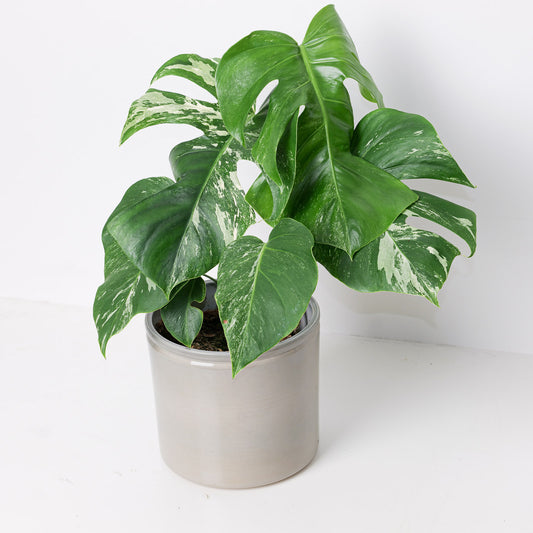 Monstera Deliciosa Albo Variegated - House of Kojo
