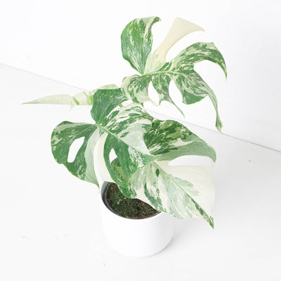 Monstera Deliciosa Albo Variegated - House of Kojo