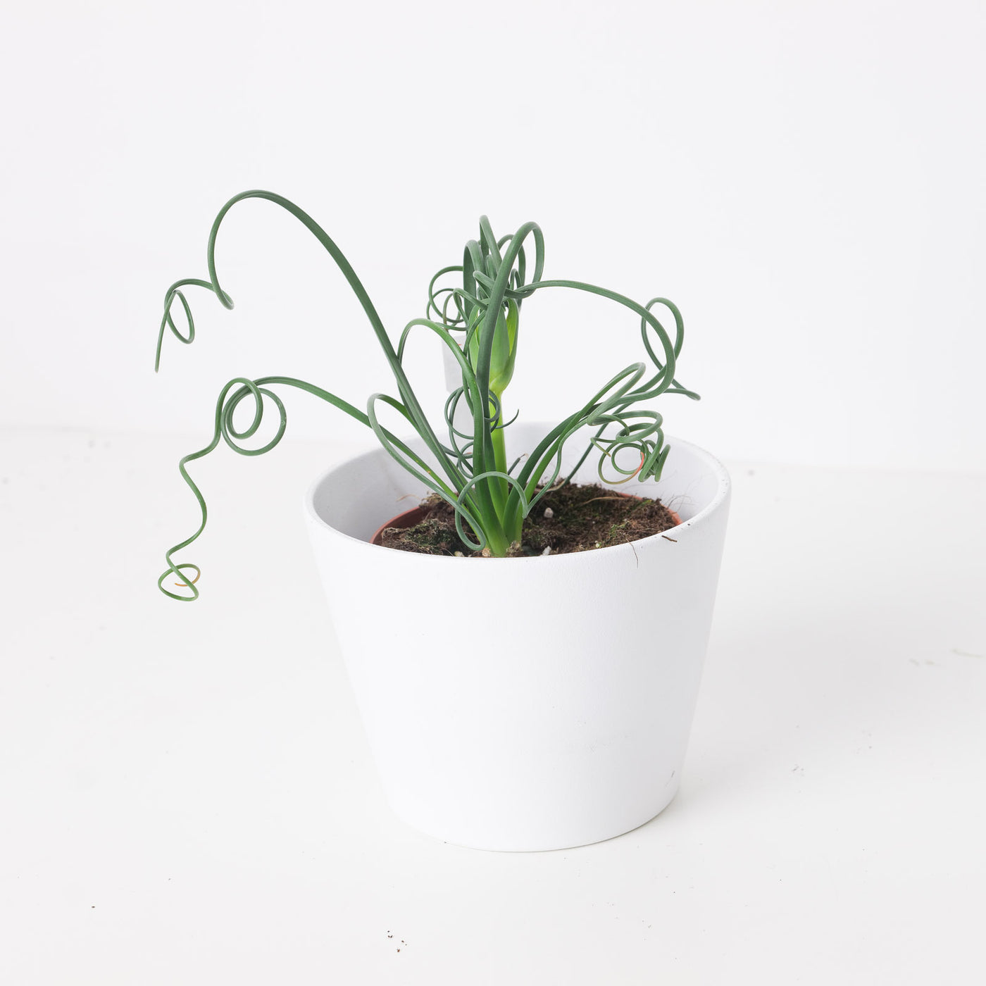 Albuca spiralis | Frizzle Sizzle - House of Kojo