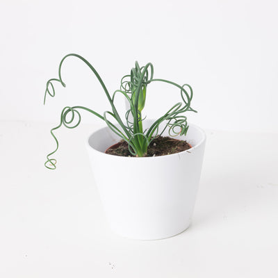 Albuca spiralis | Frizzle Sizzle - House of Kojo