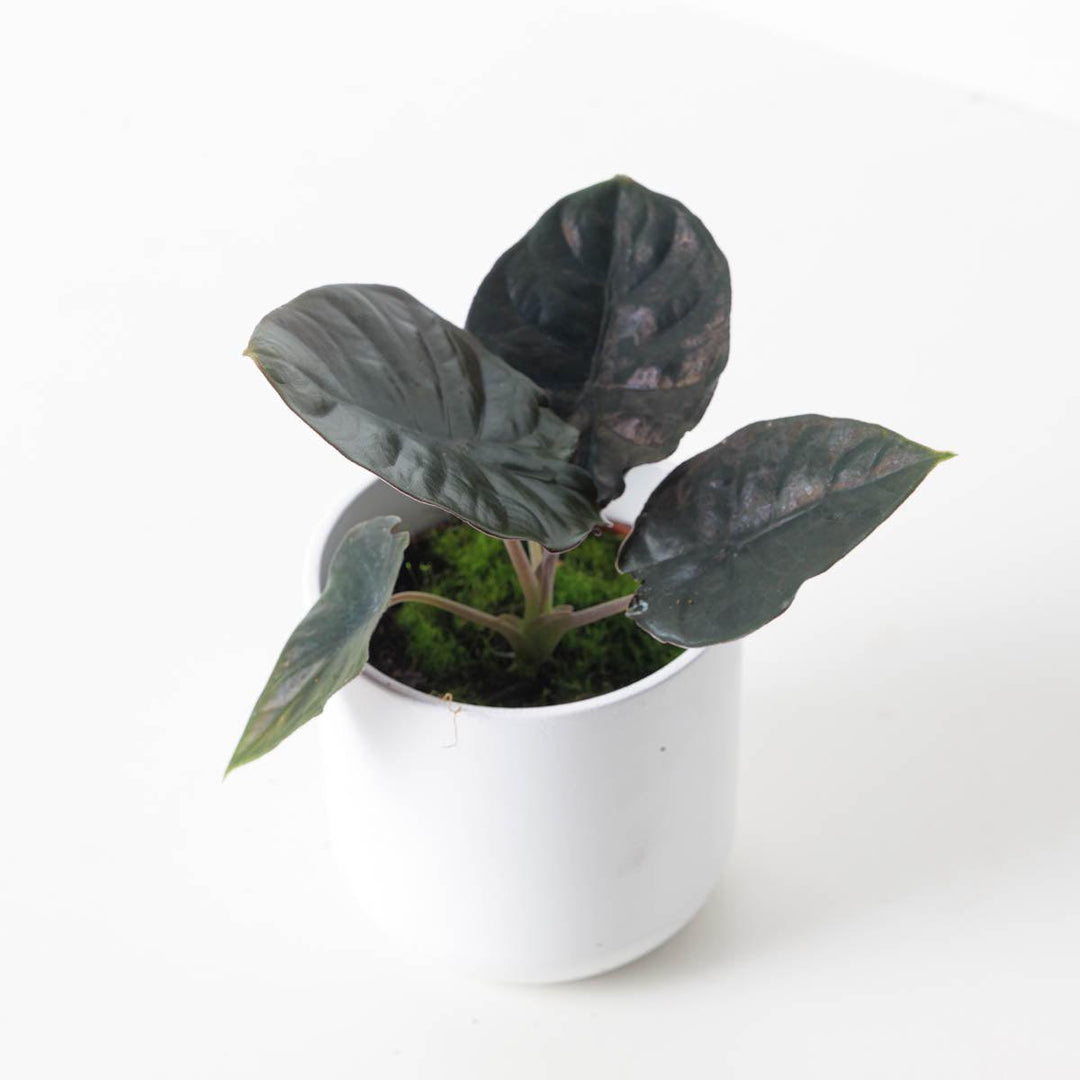 philodendron black magic Alocasia Infernalis 'Black Magic'