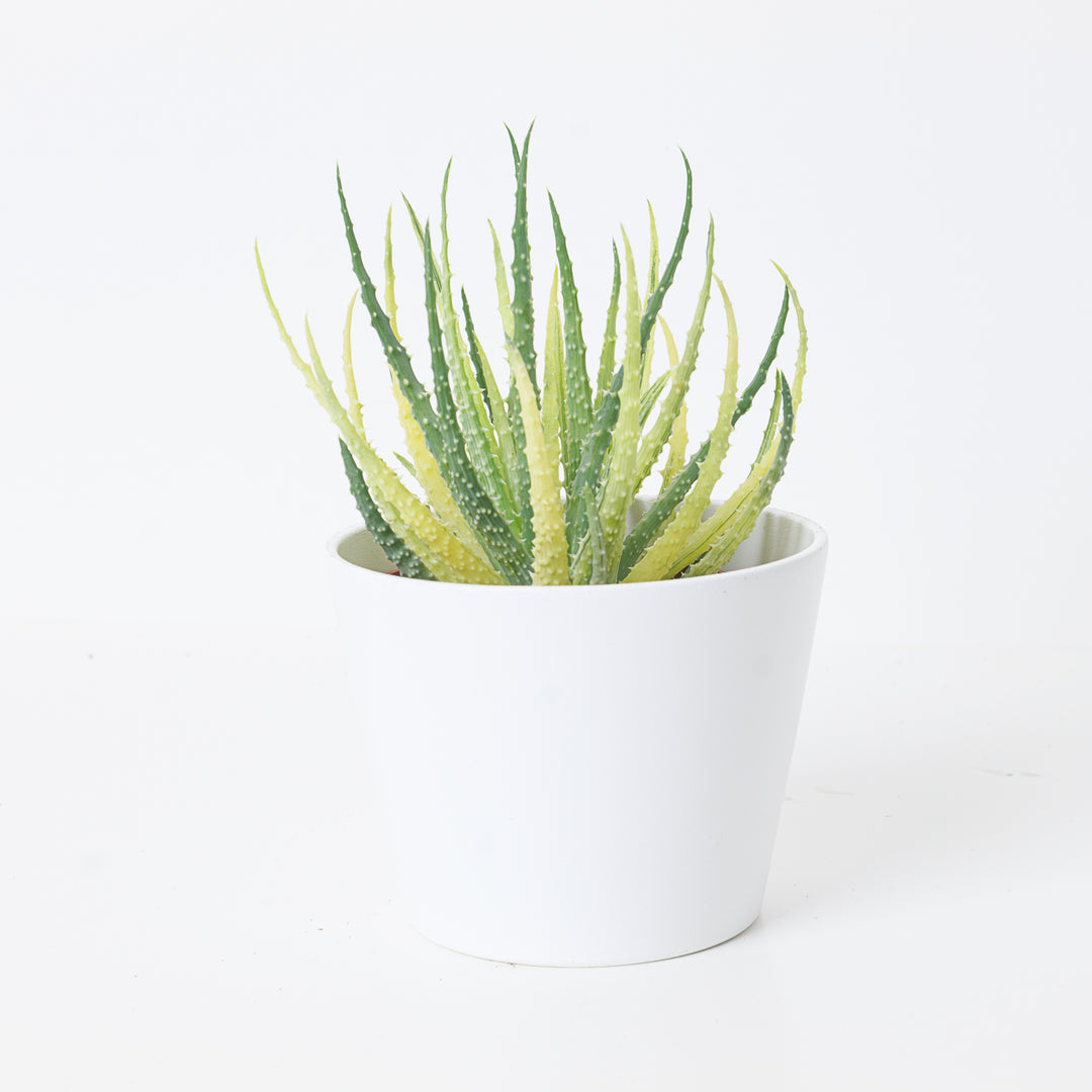 aloe vera granatapfel getränk OKF Aloe Vera King Granatapfel 500ml – Aloe Getränk mit Granatapfel –  Modern Asia Market