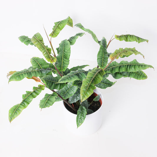 Alpinia rugosa - House of Kojo