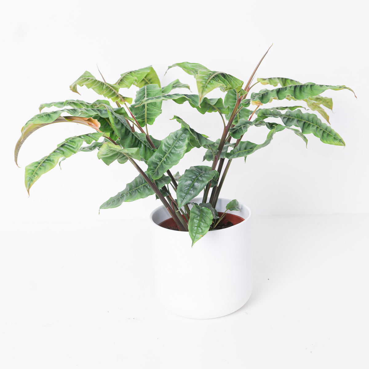 Alpinia rugosa - House of Kojo