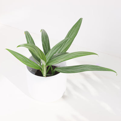 Epipremnum Amplissimum Silver Stripe Pothos - House of Kojo