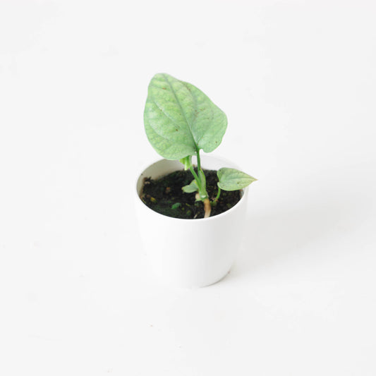 Amydrium Medium Silver - House of Kojo