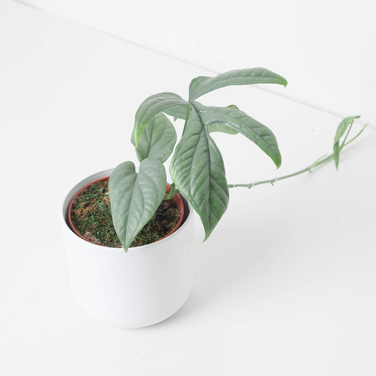 Amydrium Medium Silver - House of Kojo