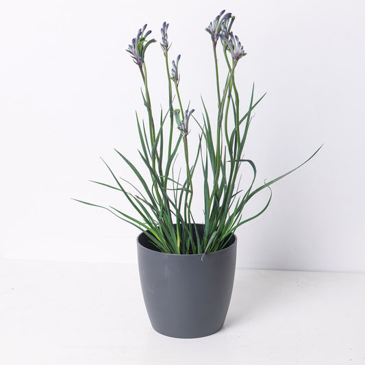 Angiozanthos Masquerade | Blue Kangaroo Paw - House of Kojo