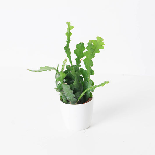 Selenicereus anthonyanus | Zigzag Cactus - House of Kojo