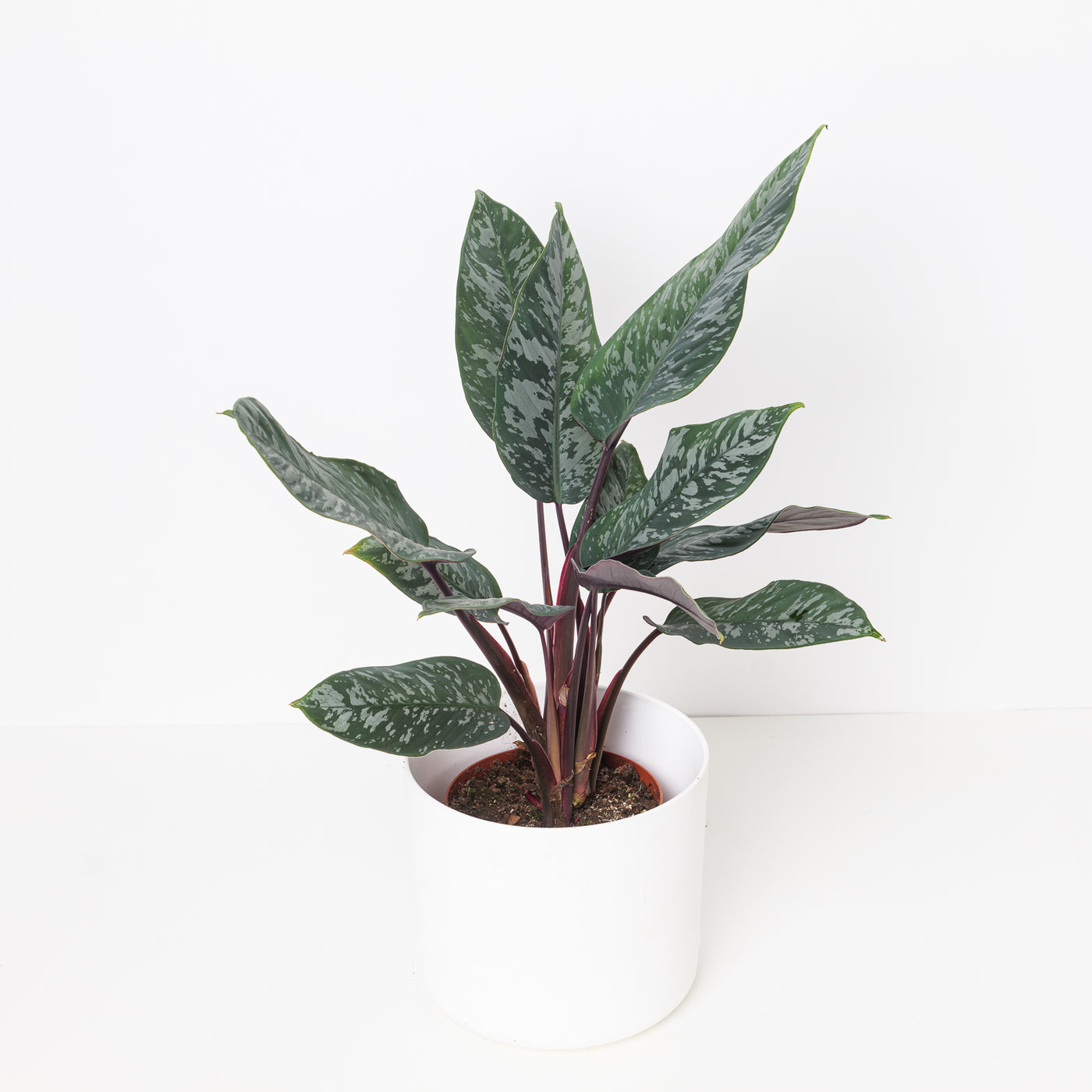 Apoballis acuminatissima 'Lavallaei - House of Kojo