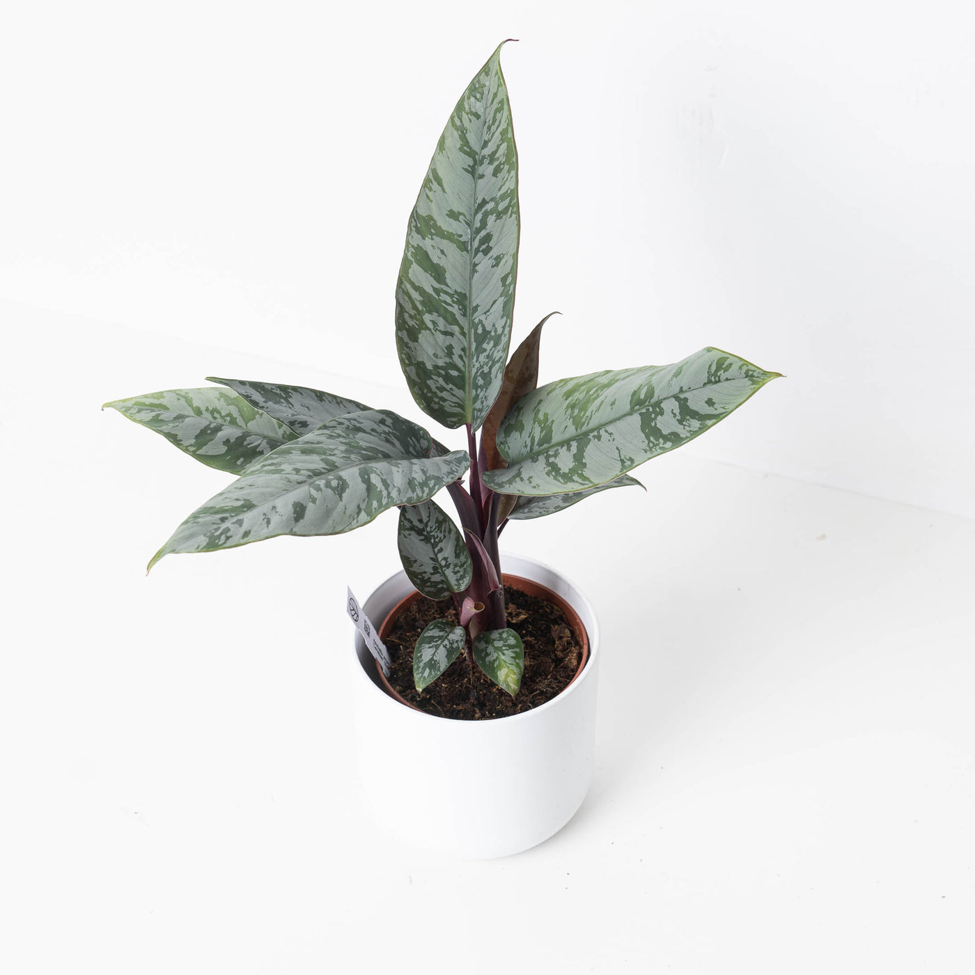 Apoballis acuminatissima 'Lavallaei - House of Kojo