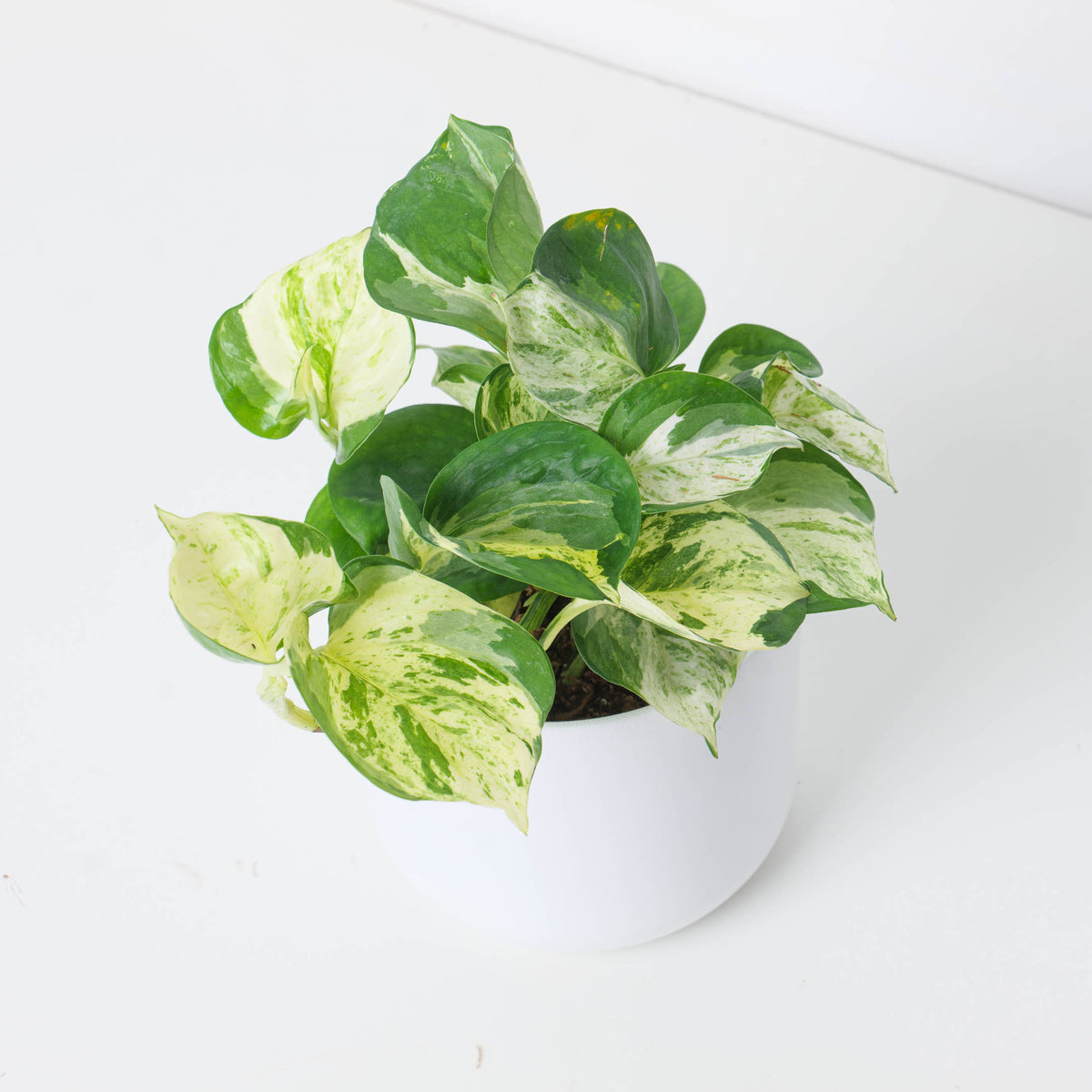 Epipremnum Marble 'Apple' - House of Kojo