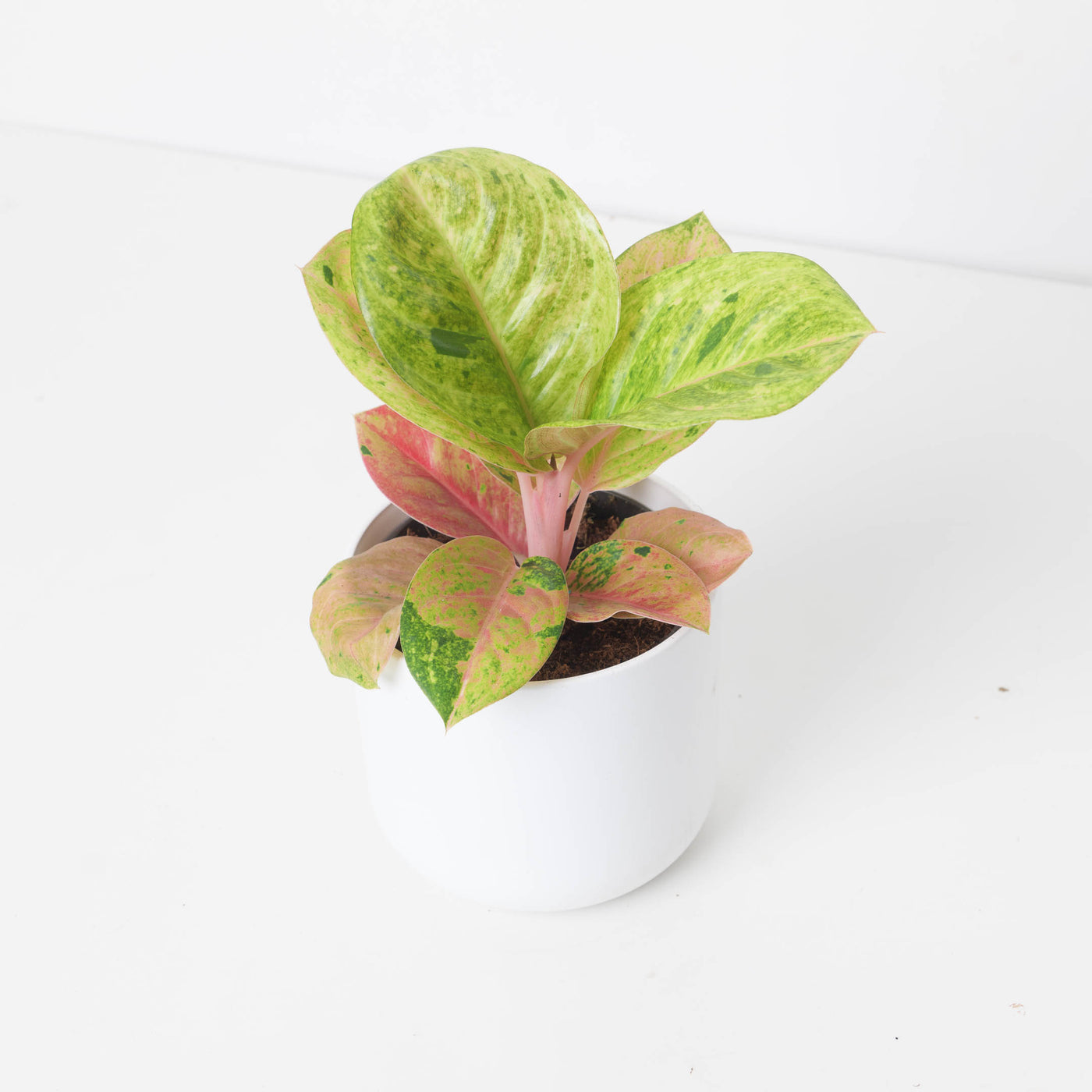 Aglaonema 'Apple Fantasy' - House of Kojo