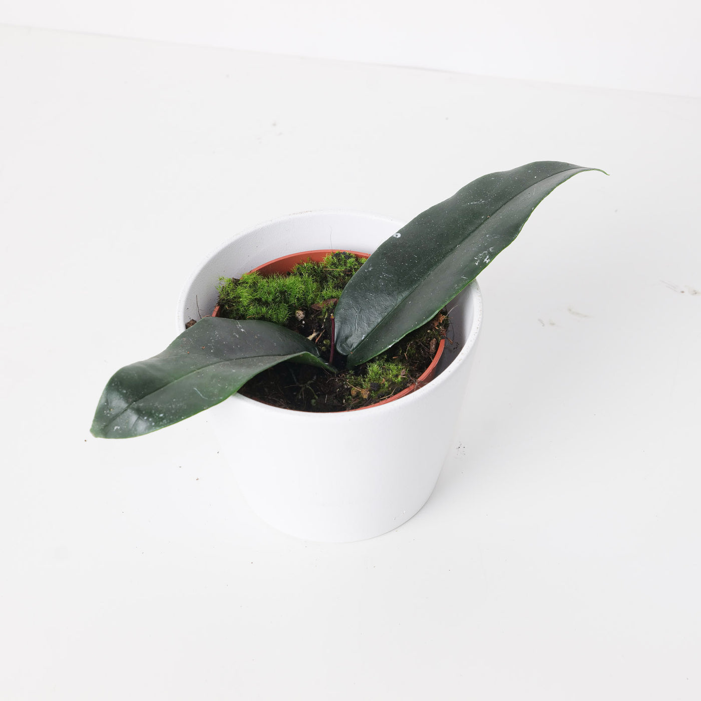 Hoya Archboldiana - House of Kojo