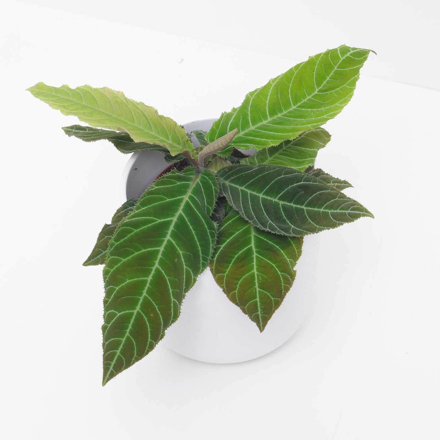 Ardisia gigantifolia - House of Kojo