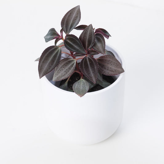 Arthrostemma parvifolium - House of Kojo